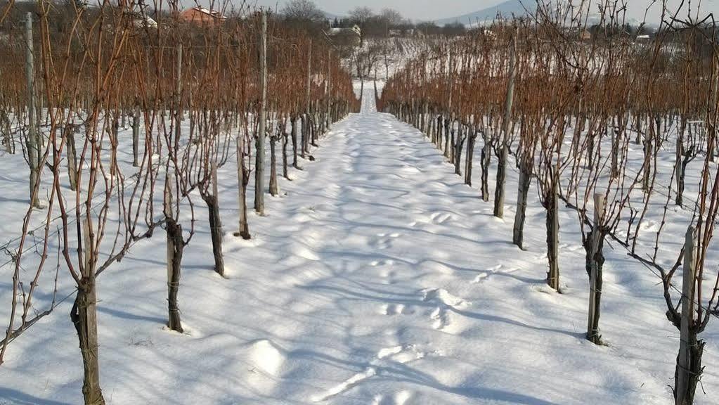 Bed and Breakfast Diofa Panzio Віллань Екстер'єр фото